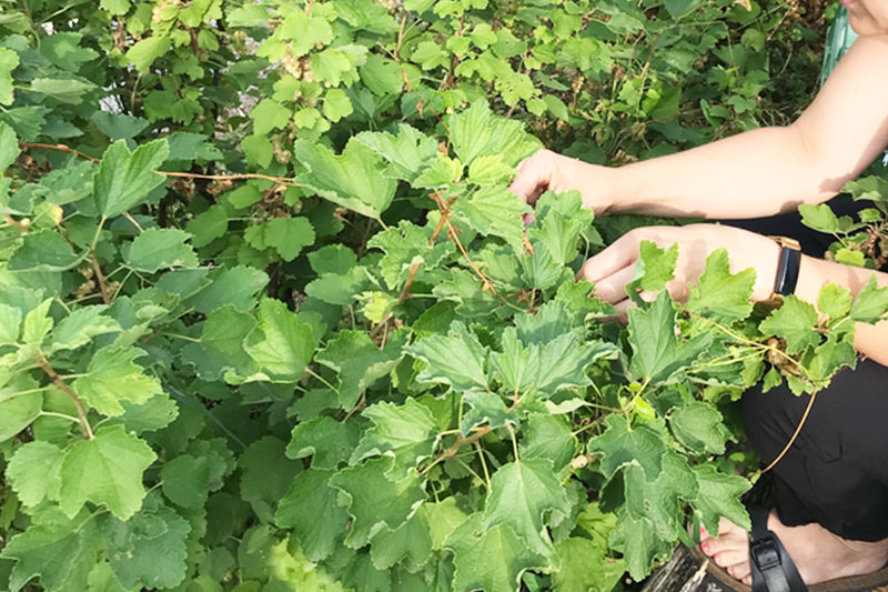 IV Integration im Garten arbeiten