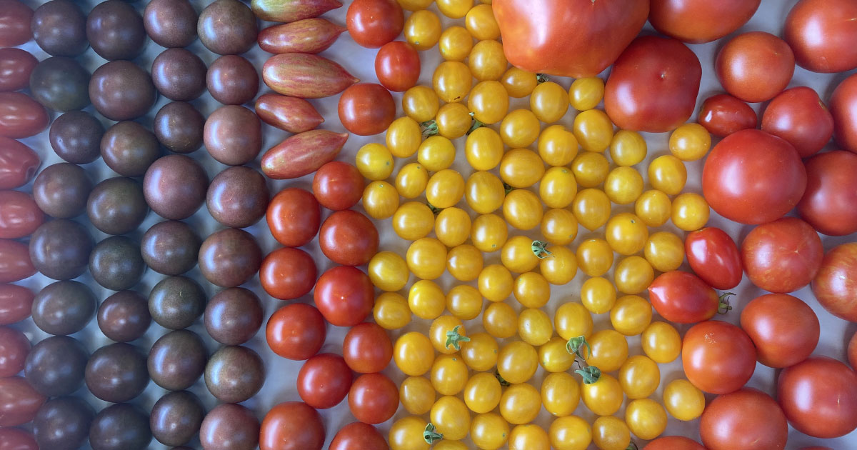 Seltene Tomaten-Sorten von ProSpecieRara auf dem Arche Biohof